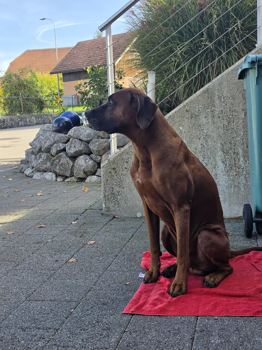 Madu, der Werkstatthund, sitzt auf einem roten Handtuch